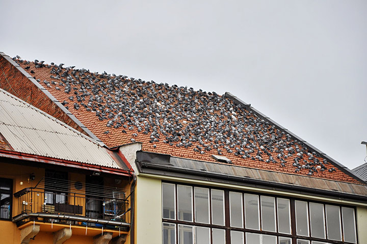 A2B Pest Control are able to install spikes to deter birds from roofs in Turnham Green. 