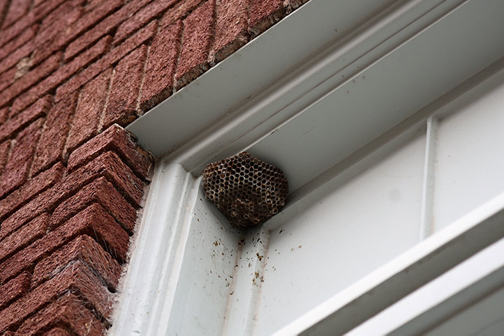 We provide a wasp nest removal service for domestic and commercial properties in Turnham Green.